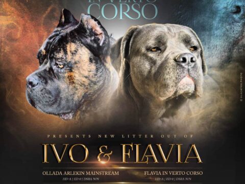 FLAVIA IN VERTO CORSO & IVO OLLADA ARLEKIN MAINSTREAM